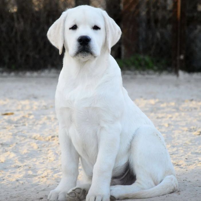 Цуценя лабрадор ретривер!