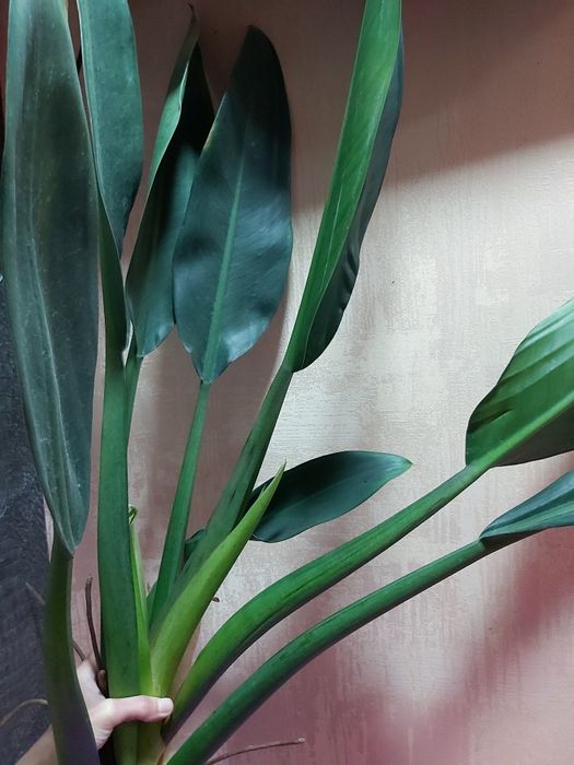 Филодендрон Мартин