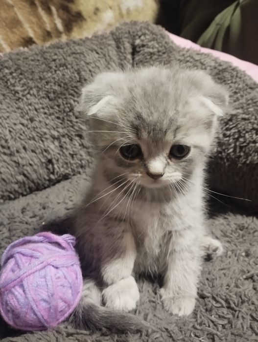 Британські вісловухі малюки готові до люблячої сім'ї