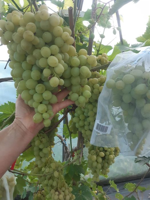 Drzewka owocowe  wisnia  jabłoń porzeczka borówka morela brzoskwinia