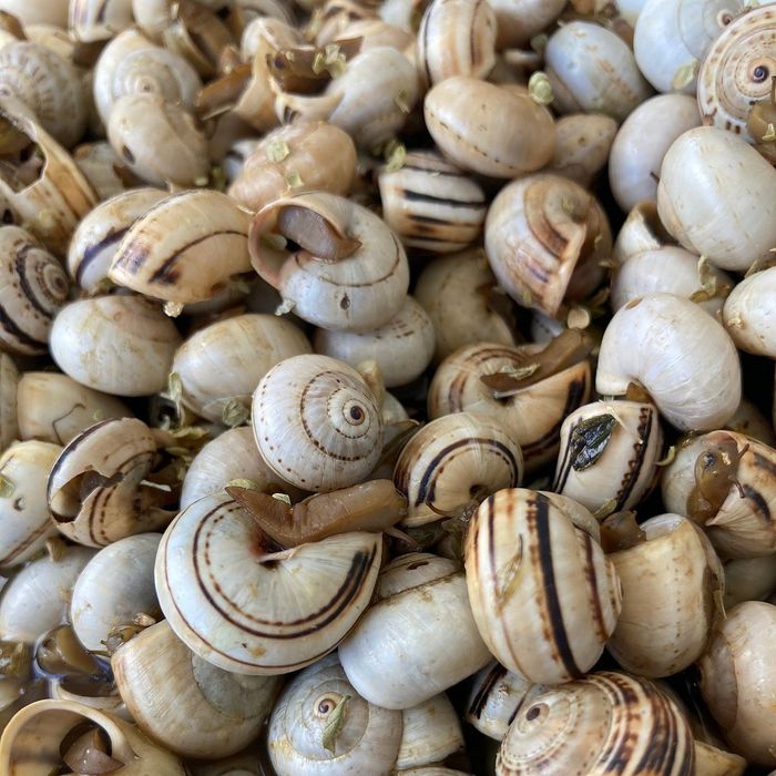 Sacas de caracois entregas ao domicilio aproveite já