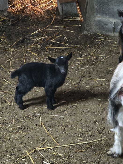 RESERVADA -Cabrita anã bebe