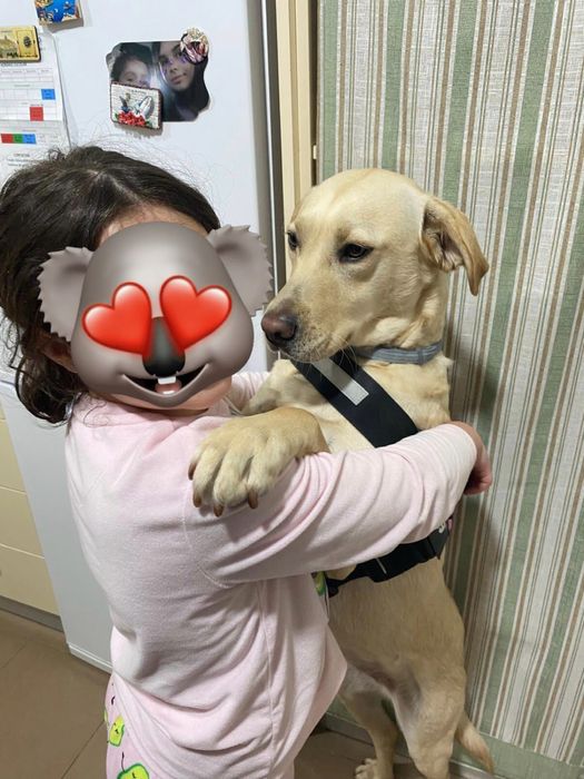 Labradora muito meiga para adoção