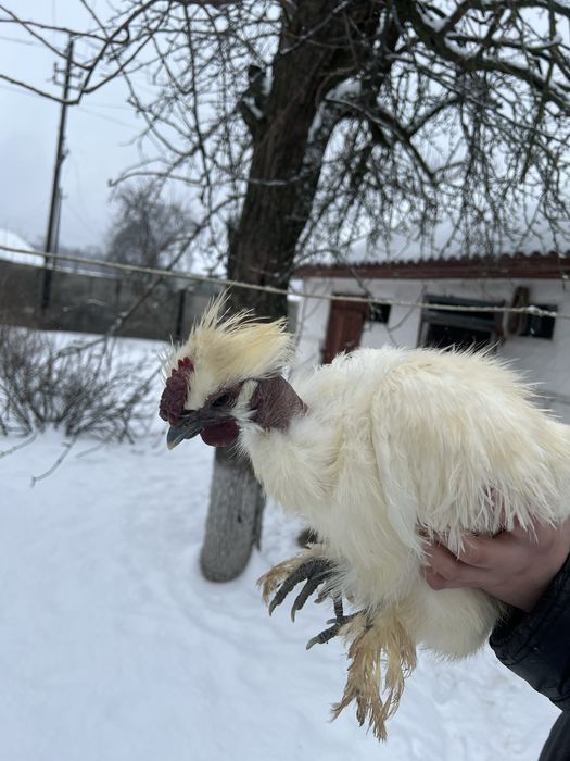 Півники китайська шовкова