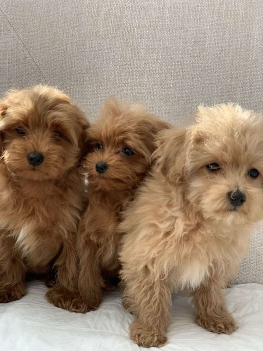 Мальтіпу,яскраві малючки