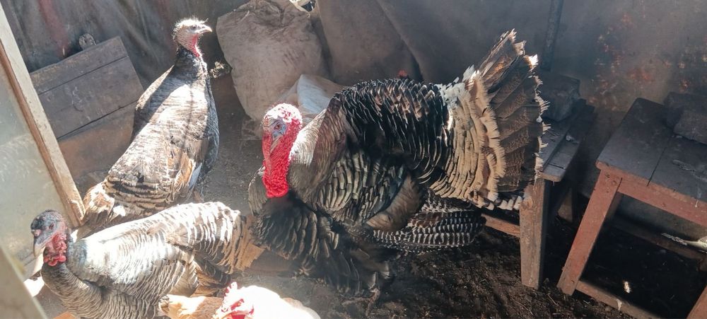 Продам - домашню птицю