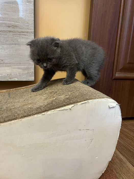 Шотландське вісловухе кошеня