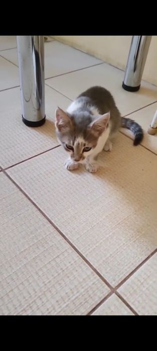 Кошеня хлопчик 2 міс