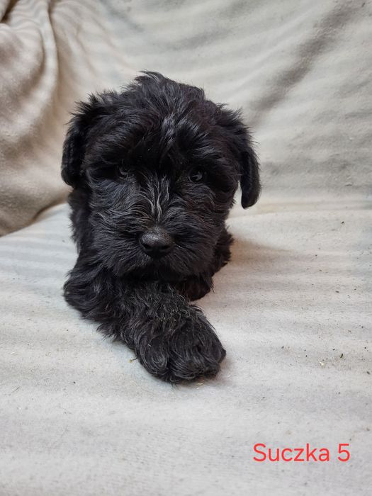 Sznaucer Miniaturowy czarne suczki