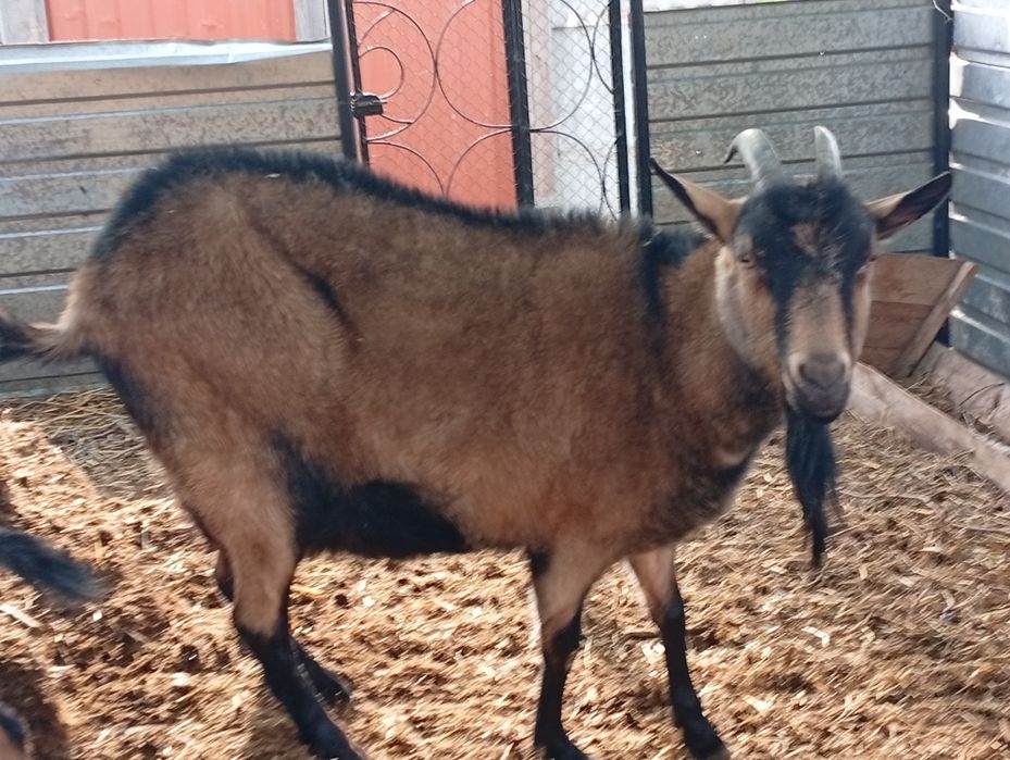 100% альпійська коза