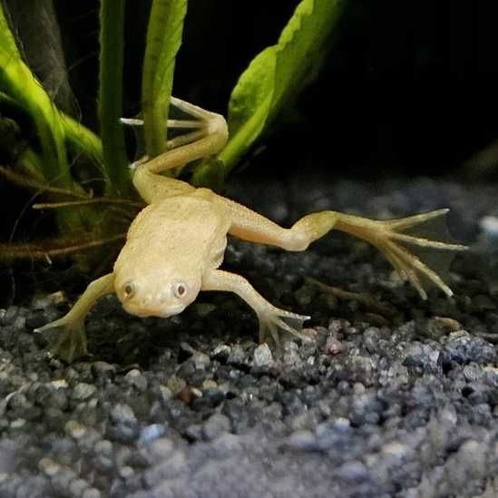 Żabka karlik szponiasty albinos