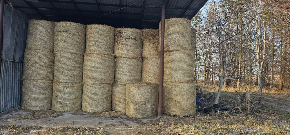 Siano w belach 2025 rok