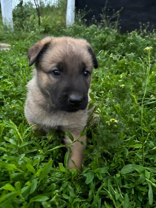 Цуценята бельгійської вівчарки