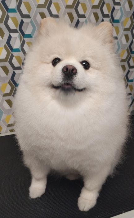 Strzyżenie piesków- groomer z sercem i doświadczeniem