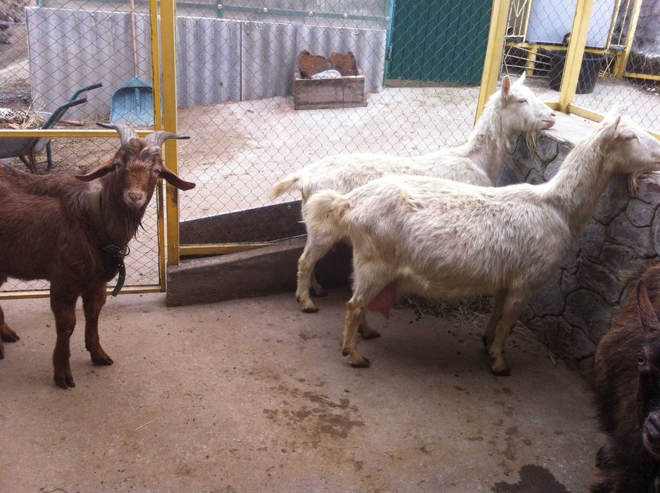 Цапы - Предки наших коз и  козлят