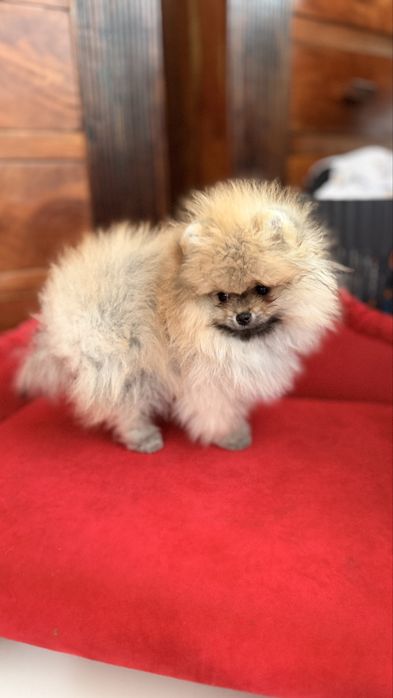 Sprzedam pomeraniana