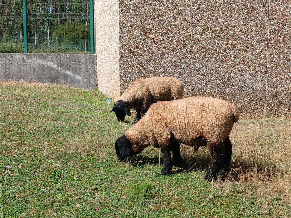 Borrego suffolk com certificado