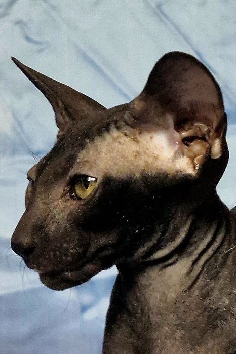Peterbald kociak