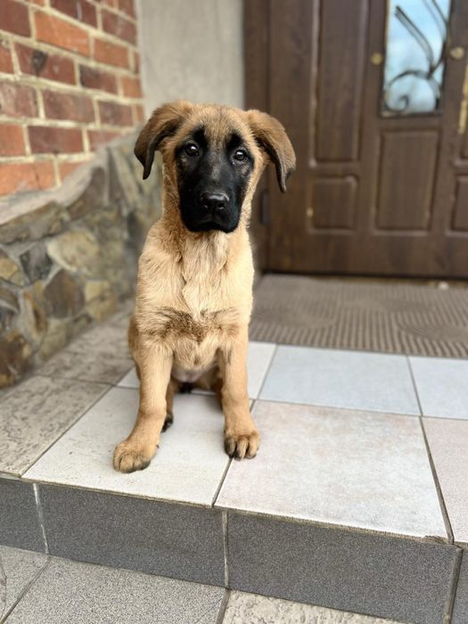 Цуцик німецької вівчарки- дівчинка