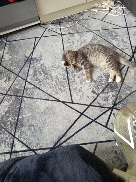 Котик кастрований в добрі руки