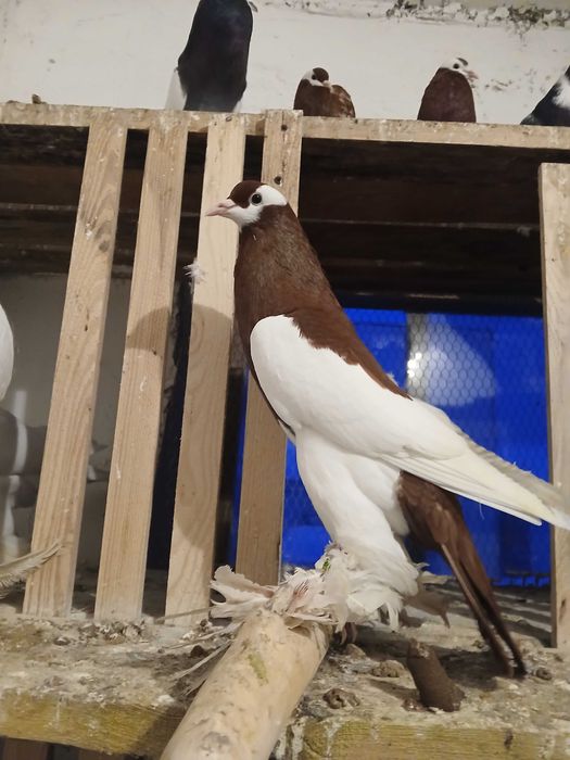 Garłacz czeski młody samiec