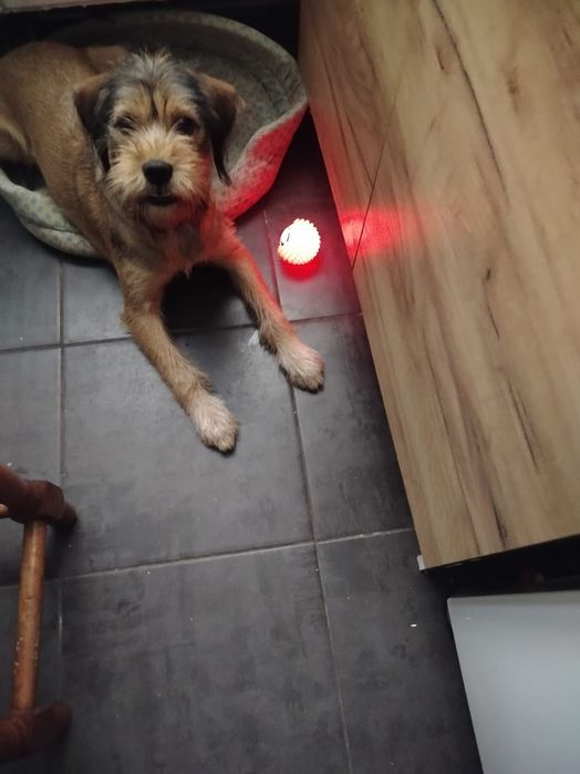 Oddam za darmo suczkę