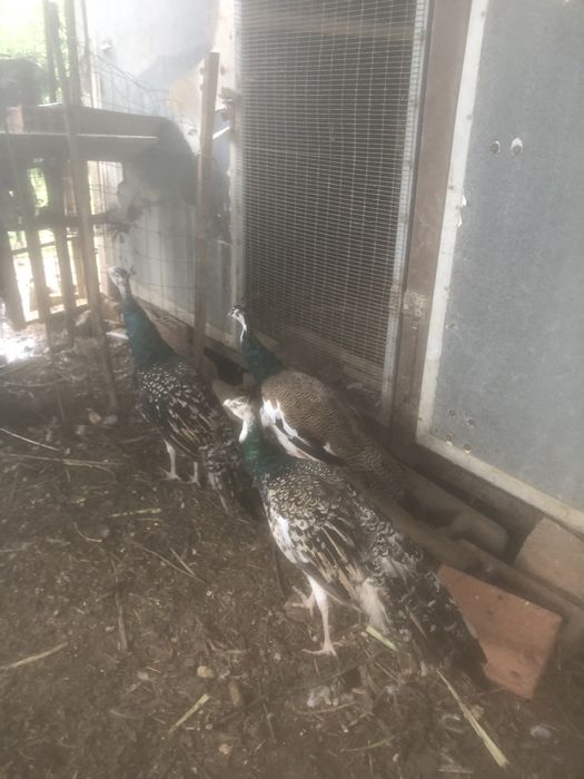 Pavois com 1 ano e meio para troca por animais do meu interesse…