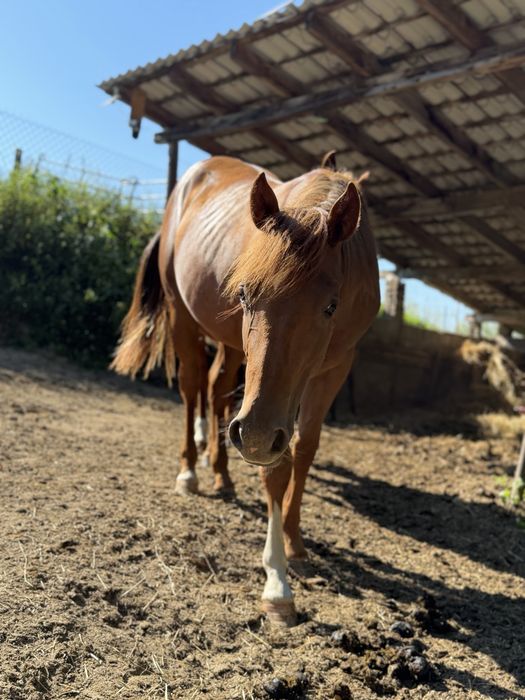 Roczniak, ogierek, AQHA