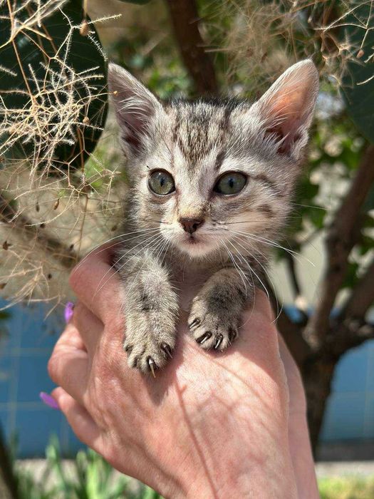 Кошеня Компот, 1,5 місяці, в пошуках дому.