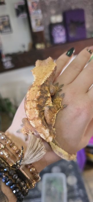 Zamienię gekony rozne