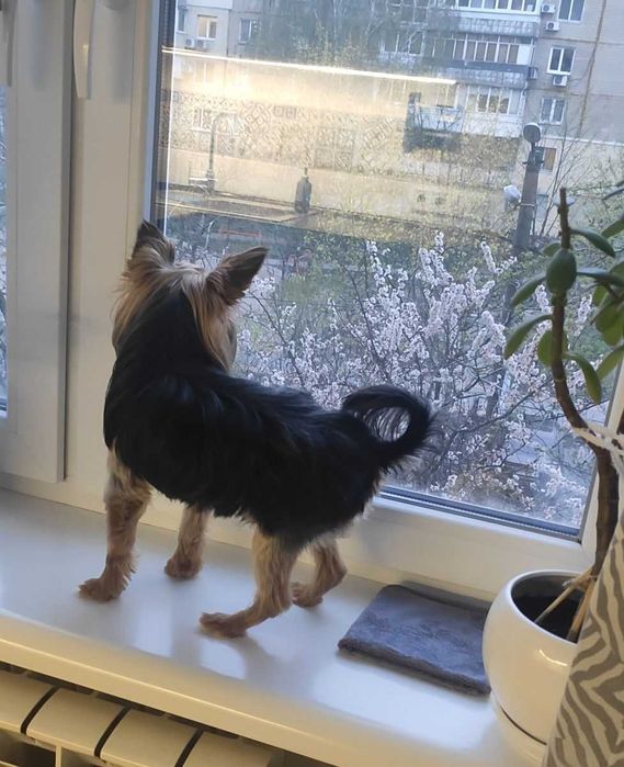 Вязка мини йорк мальчик baby face (Male yorkshire terrier)