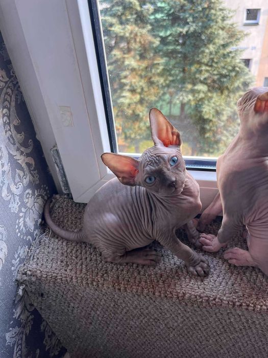 Piękny kocurek Sfinks Kanadyjski