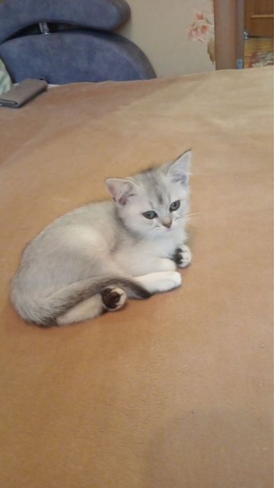 Кошенята золотиста шиншила та серебриста шиншилка
