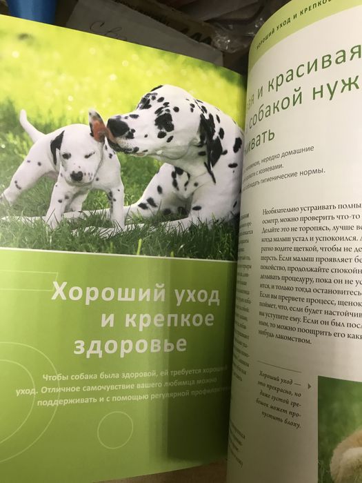 Моя собака