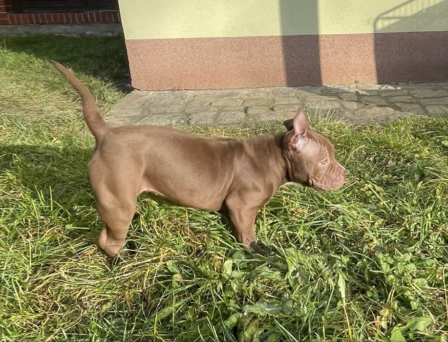 American Bully suczka