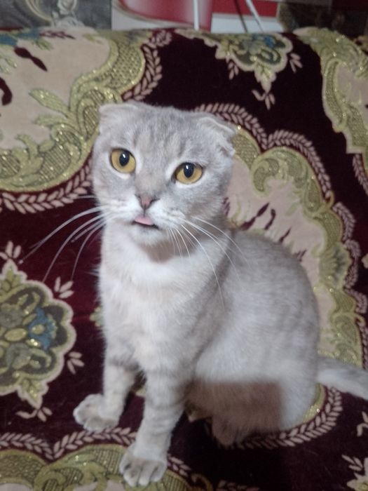 Віддам у добрі руки,Гарна вісловуха британка,1 роди 5 котят