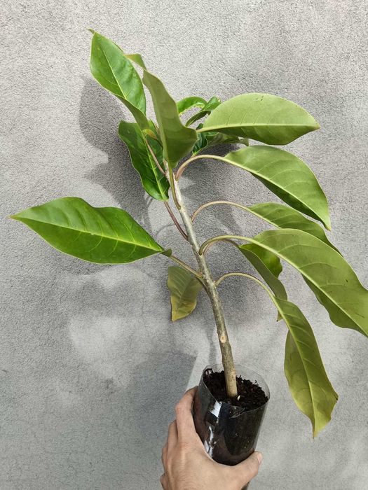 Cálice dourado/Solandra maxima