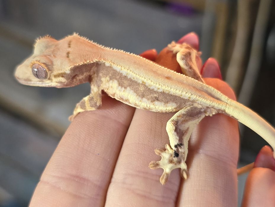 Orzesione gekony lilly white