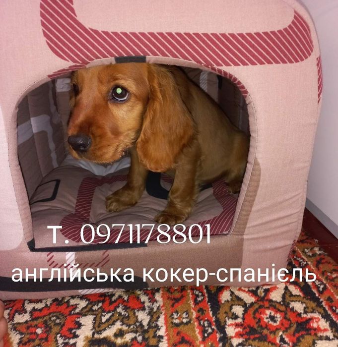 Пакунок мрій англійські кокер-спанієлі