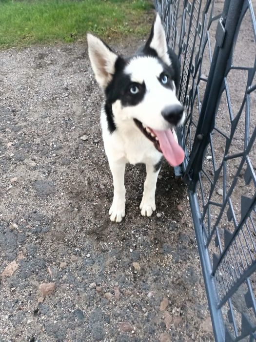 •Syberian Husky Piesek •