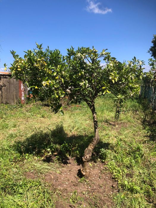 Moradia para reforma em Fermentelos
