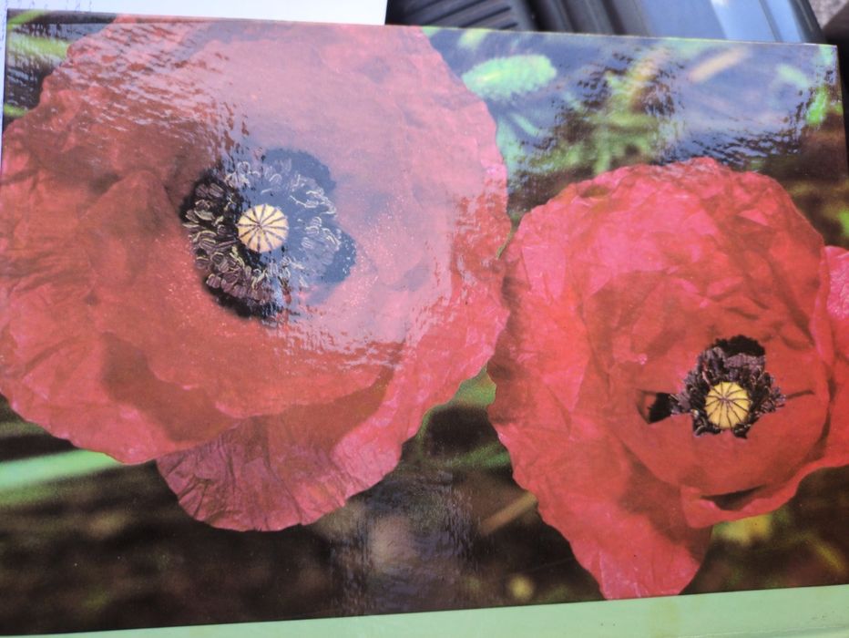 As plantas nossas amigas