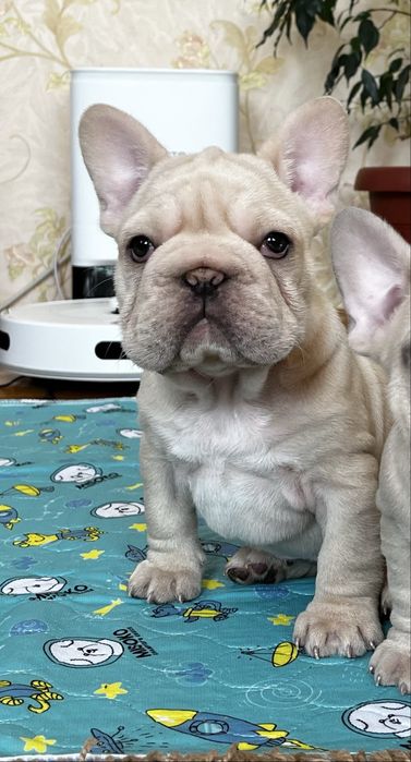 Дві дівчинки  красуні