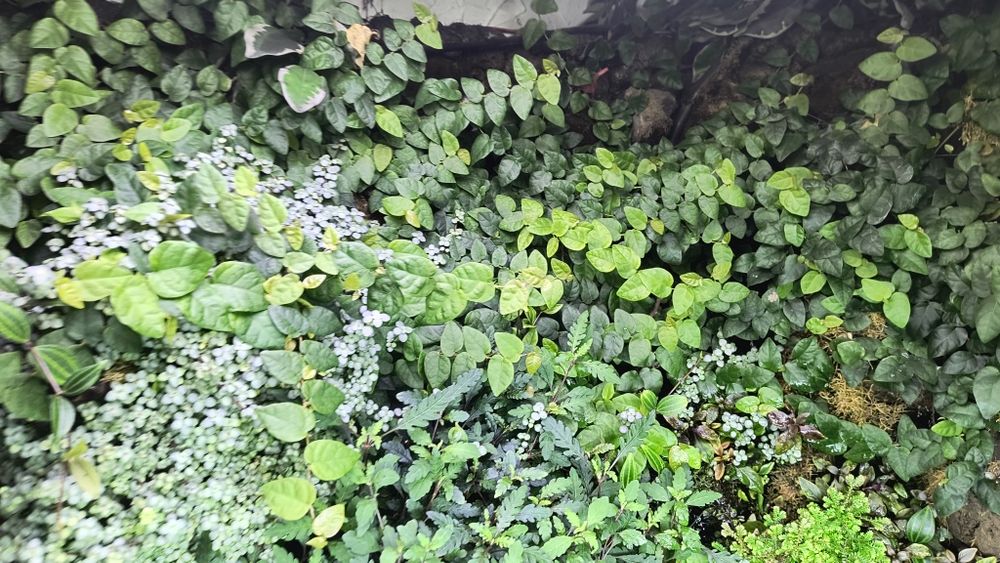 Fikus Pnący (Ficus Pumila), terrarium, las w sloiku