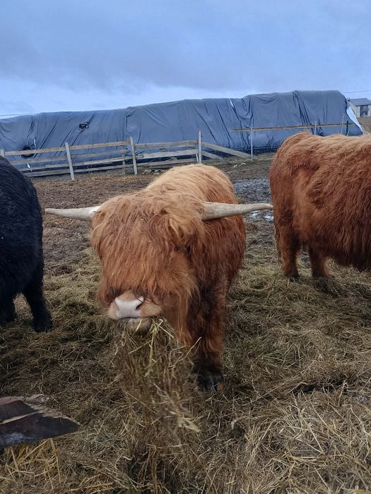 Posiadam byka na sprzedaż