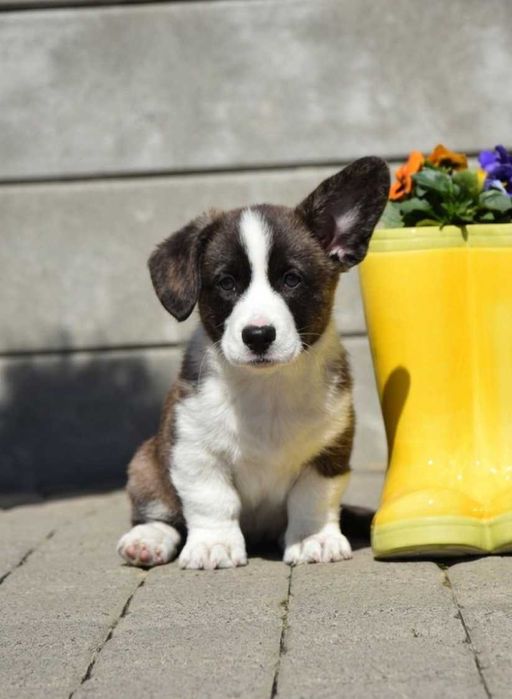 Welsh Corgi Cardigan szczenie
