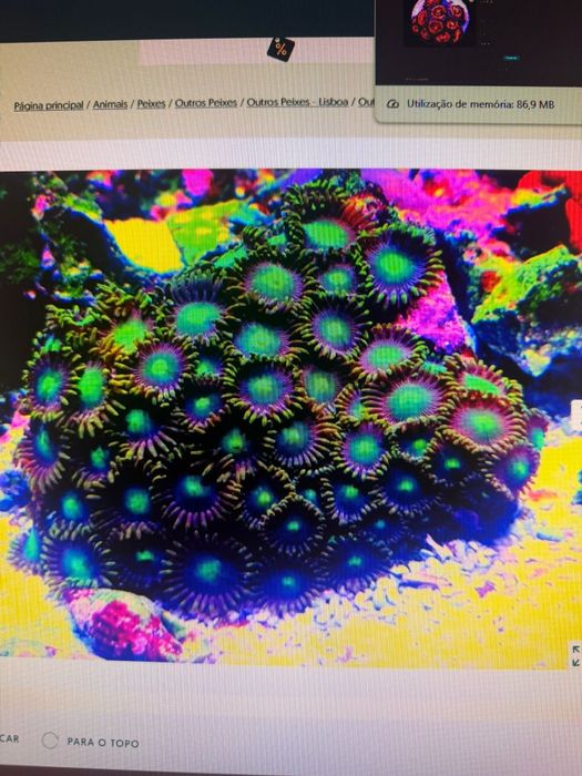 Corais fáceis vários