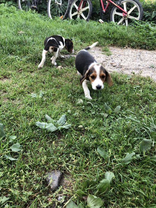 Естонці щенята