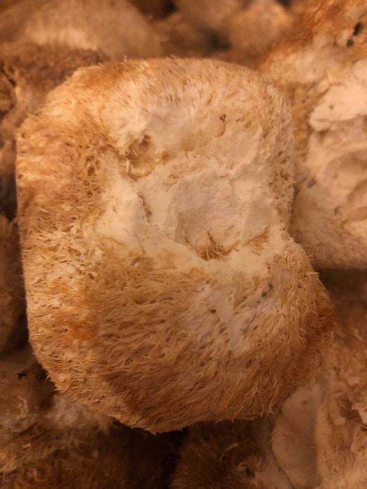 100 Грм -400 грн.
Ежовик гребенчатый гериций и другие грибы