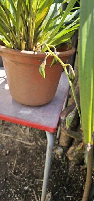 Orquídea Esverdeada